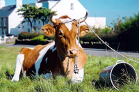 Guernsey Cow